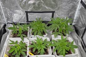 The Amazing Fat Bastard Weed A Comprehensive Guide